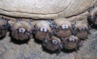 Bats infected with white-nose syndrome. (Photo via Alberta Park’s X account.)