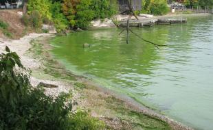 Algae on Lake Erie. (Photo: NOAA Great Lakes Environmental Research Laboratory, Public domain, via Wikimedia Commons.)