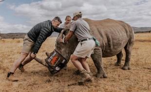 Scientists prepare to insert radioactive pellets into a rhinoceros’ horn. (Photo via the Rhisotope Project’s Facebook page.)