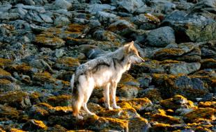 A sea wolf on Vancouver Island. (Photo: Mathieu.S.Addison - Own work, CC BY-SA 4.0, https://commons.wikimedia.org/w/index.php?curid=60541987)