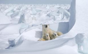 A mother polar bear with two cubs. (Photo via Polar Bears International’s Facebook page.)