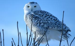 A snowy owl. (Photo by Eduardo Bergen on Unsplash.)