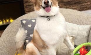 Shira, a gifted dog who can understand more than 200 words. (Photo via Genius Dog Challenge’s Facebook page.)