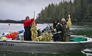 Nuu-chah-nulth Nations use traditional ways to fish for herring eggs. (Photo via Pacific Wild’s Facebook page.)