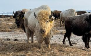 A rare white bison in the Sioux Valley Dakota Nation herd. (Photo via Facebook.)