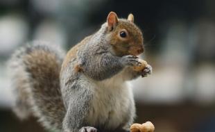 Squirrels can see colours, but which colour do they prefer? (Photo: Peter Trimming from Croydon, England, via Wikimedia Commons)
