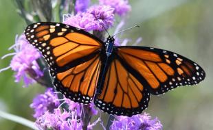 A tiny Bluetooth tracker attached to a monarch butterfly’s body helps track its migration route. (Photo via Facebook.)