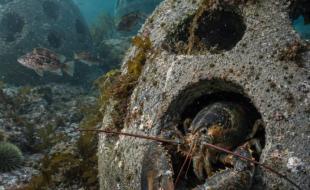 Reef balls placed on the ocean floor are bringing back marine life. (Photo via Facebook.)